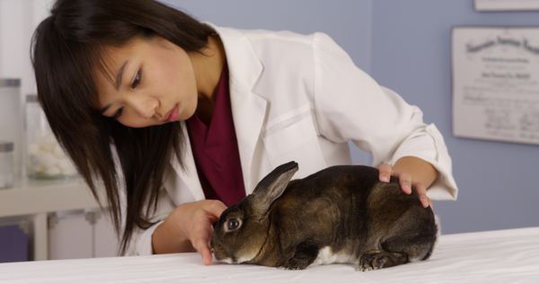 دامپزشک آسیایی در حال بررسی خرگوش