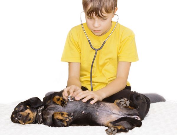 پسر دامپزشک مراقبت و توجه به حیوانات خانگی