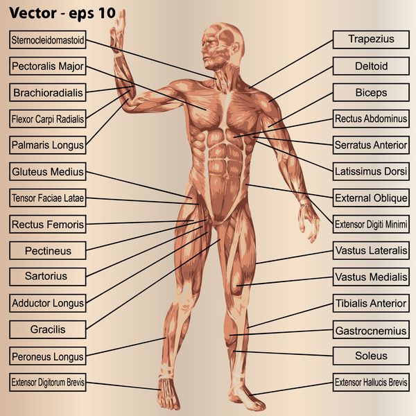 مفهوم وکتور مفهوم یا مفهوم آناتومی سه بعدی انسان و متن عضلانی در زمینه بژ قدیمی استعاره از بدن تاندون ستون فقرات تناسب سازنده قوی بیولوژیکی بدون پوست شکل وضعیت بدن سلامت پزشکی