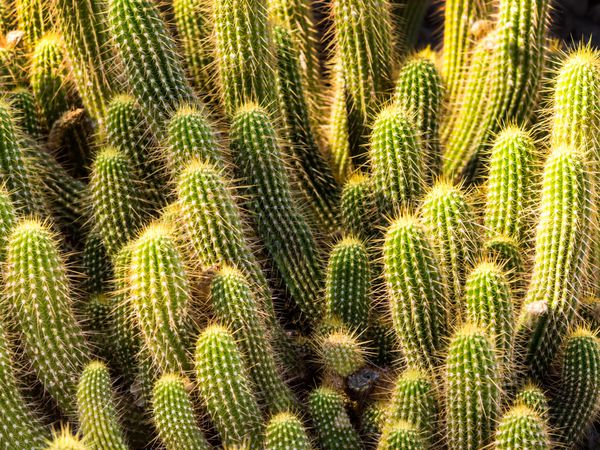 جوجه تیغی rel cacti در یک دسته بزرگ