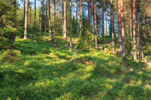 جنگل فنلاندی در تابستان