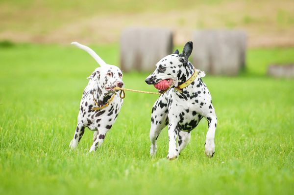 دو سگ دالماسی با یک اسباب بازی