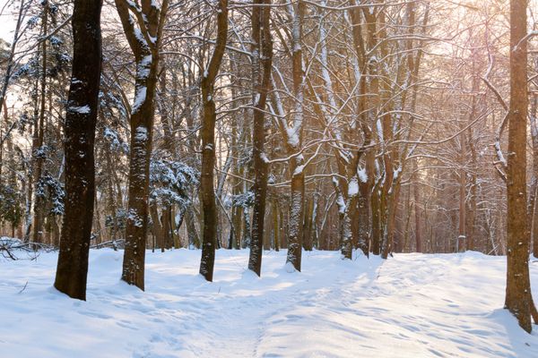 پارک زمستانی برف درختان مسیر آسمان رنگی عصر