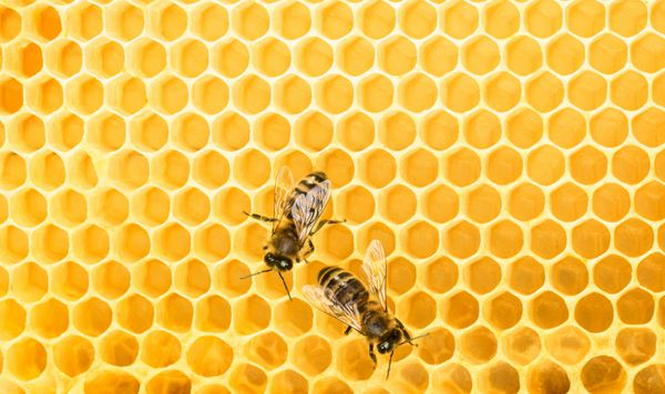 نمای نزدیک زنبورهای فعال روی سلول های عسل