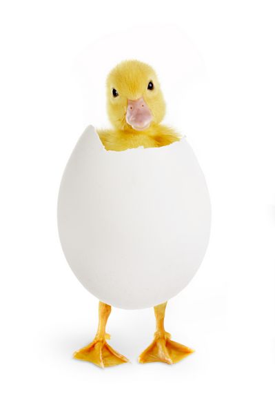 جوجه اردک کوچک عید پاک که از یک تخم مرغ سفید بیرون می آید