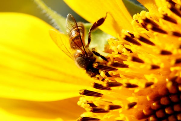 زنبور آفتابگردان از نمای نزدیک