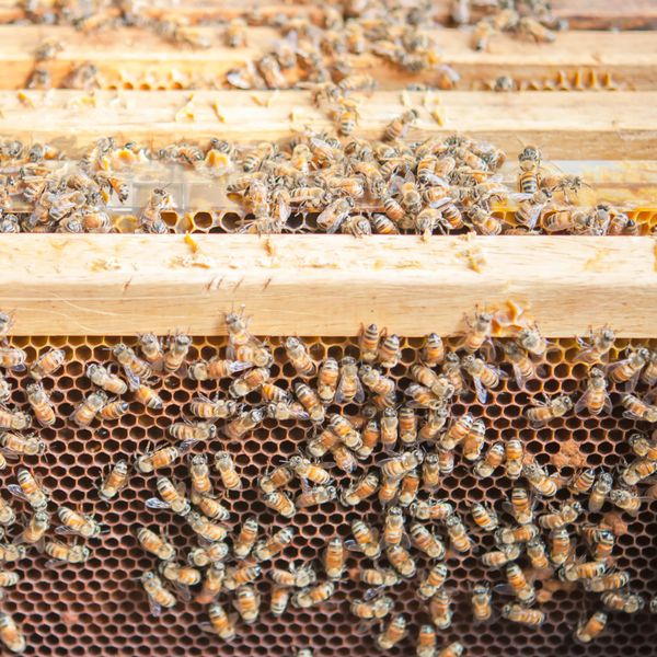 نزدیک مزرعه زنبور عسل در جعبه