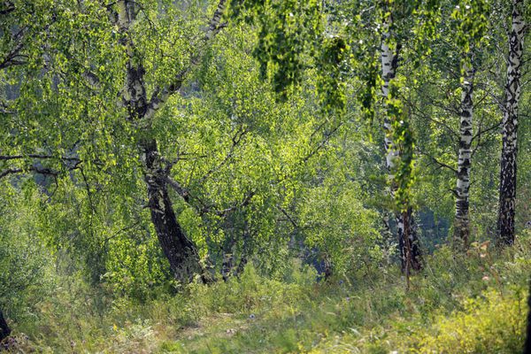 مناظر زیبای تابستانی بیشه توس در urals در یک روز آفتابی روشن
