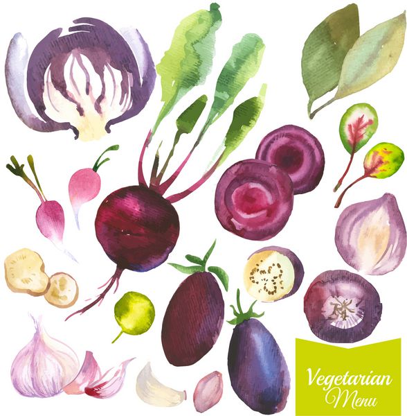 سبزیجات و گیاهان آبرنگ سبک پروانسالی نقاشی های آبرنگ اخیر از مواد غذایی ارگانیک چغندر کلم برگ بو سیر تربچه پیاز