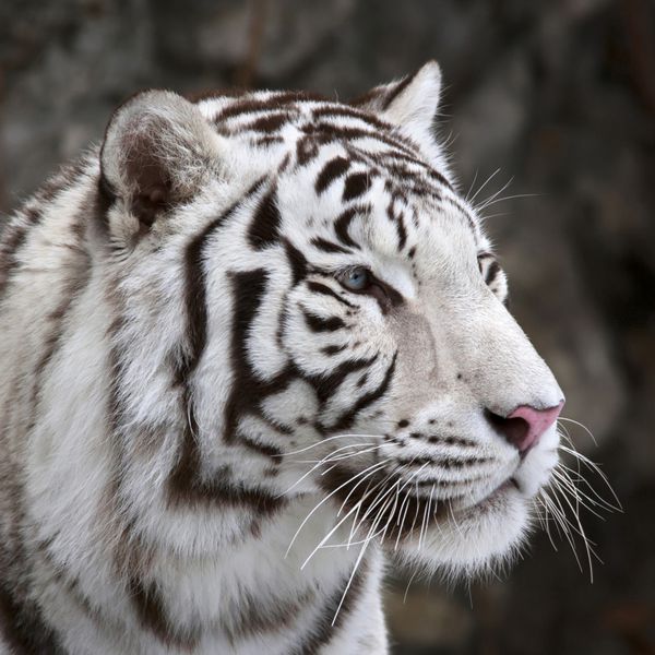 پرتره نزدیک ببر سفید بنگال در پس زمینه تیره خطرناک ترین جانور عظمت آرام خود را نشان می دهد زیبایی وحشی یک گربه بزرگ شدید