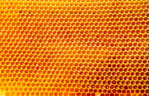 زنبورها روی لانه زنبوری با عسل شیرین کار می کنند