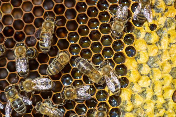 نمای نزدیک از زنبورهای فعال در سلول های عسل
