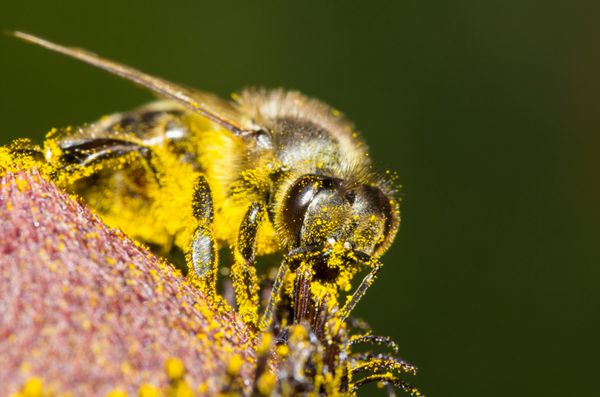 زنبور عسل در گرده زرد جمع آوری عسل