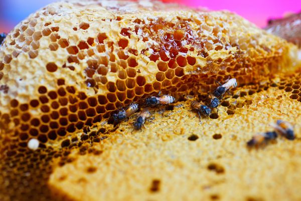 زنبورهای وحشی عسل را در سلول پر می کنند