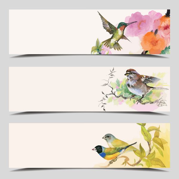 مجموعه سه بنر وکتور کارت پرندگان با فیلد برای متن تصویر کامل زیر ماسک وکتور