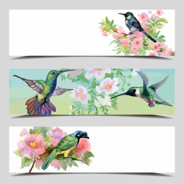 مجموعه سه بنر وکتور کارت پرندگان با فیلد برای متن تصویر کامل زیر ماسک وکتور