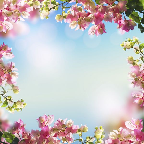 گل های شکوفه و پس زمینه روشن بوکه بهار تابستان