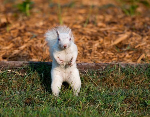 سنجاب سفید کمیاب که روی زمین در پارک شهر در اولنی ایلینوی تغذیه می‌کند یکی از معدود افرادی است که تعداد زیادی از آنها وجود دارد