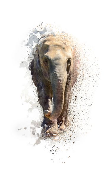 پرتره یک فیل مفهوم حیوانی انتزاعی جدا شده روی سفید می تواند برای کاغذ دیواری چاپ بوم دکوراسیون بنر گرافیک تی شرت تبلیغات استفاده شود