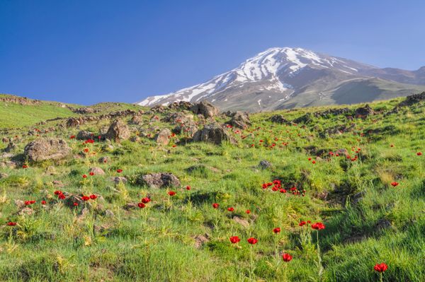 چمنزار سبز شگفت انگیز با خشخاش قرمز و آتشفشان دماوند در پس زمینه بلندترین قله ایران