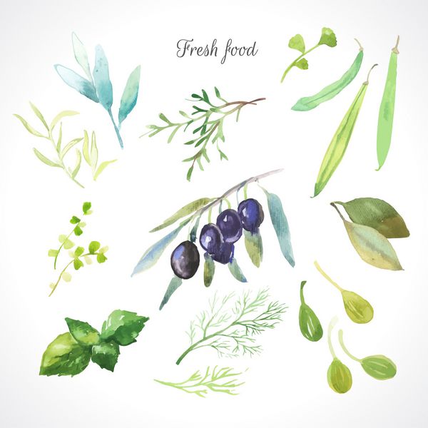 تصویرسازی آبرنگ از یک تکنیک نقاشی غذای ارگانیک تازه مجموعه ای از گیاهان مختلف زیتون رزماری مریم گلی ترخون کیپر شوید لوبیا و برگ بو