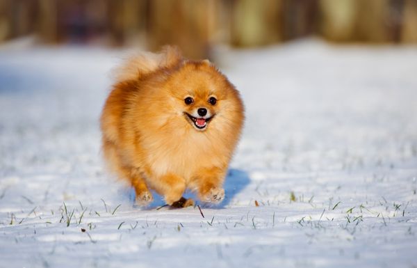 سگ اسپیتز خوشحال که روی برف می دود