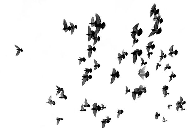 سیلوئت های کبوتر پرندگان زیادی در آسمان پرواز می کنند تاری حرکت