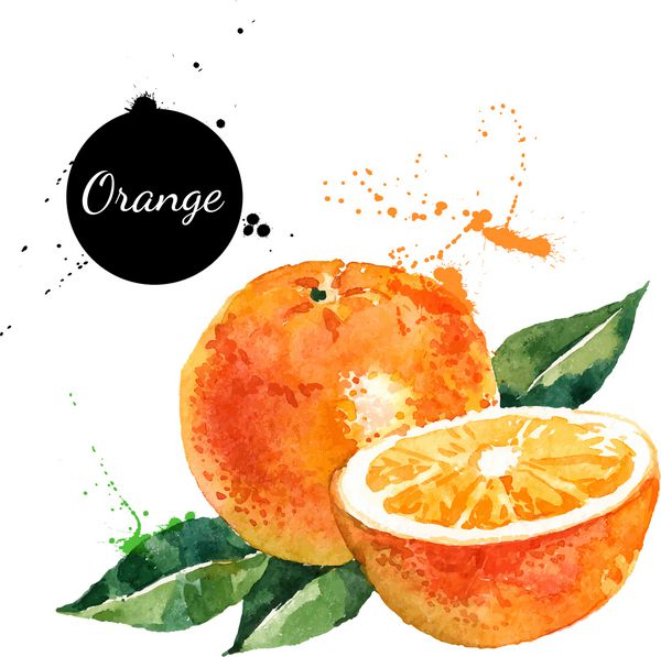 نقاشی با آبرنگ روی زمینه سفید وکتور از پرتقال میوه