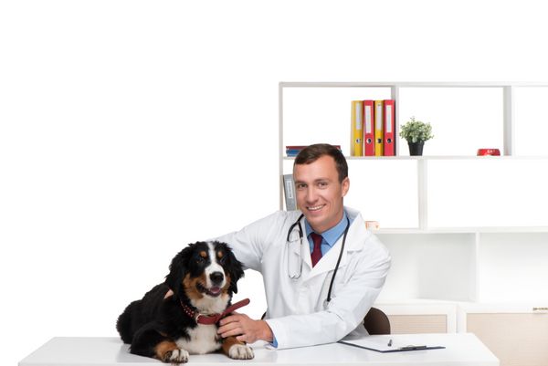 سگ کوهستانی برنز و دکتر خندان در کلینیک دامپزشکی