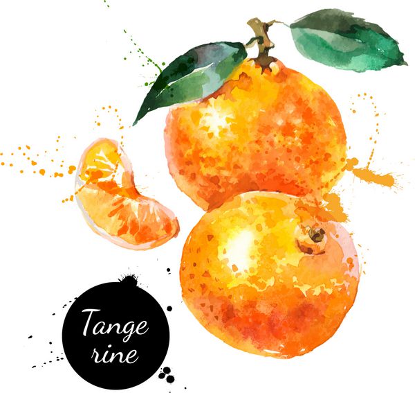 نقاشی با آبرنگ روی زمینه سفید وکتور از نارنگی میوه