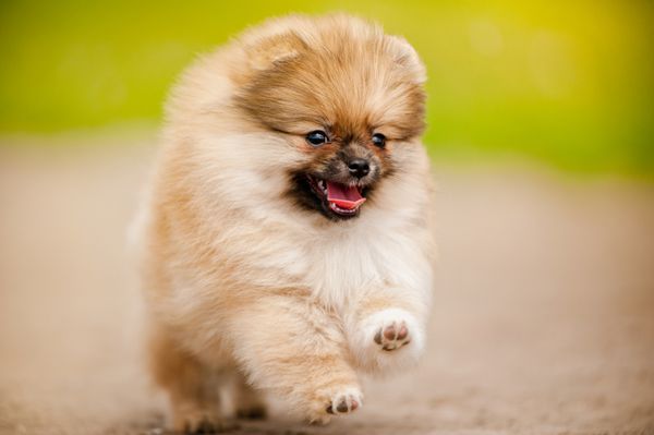 توله سگ اسپیتز پامرانین کوچک در حال دویدن و نگاه کردن به دوربین