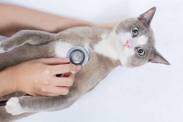 دامپزشک گربه با شوک و ترس گربه ها را با گوشی پزشکی چک می کند