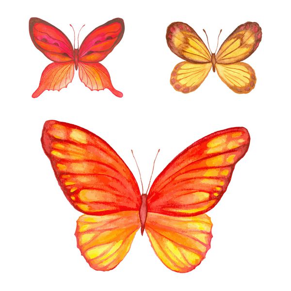 مجموعه ای از پروانه های آبرنگ وکتور