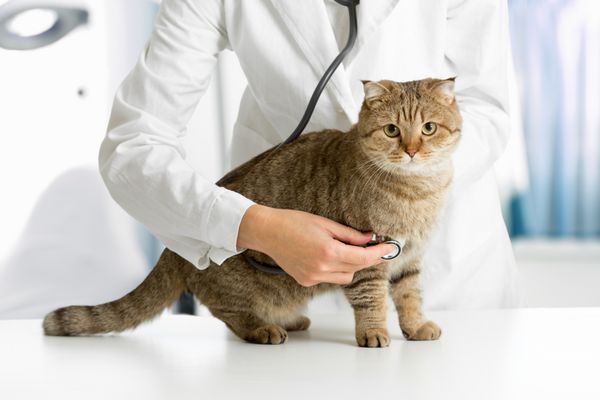 گربه در کلینیک دامپزشکی