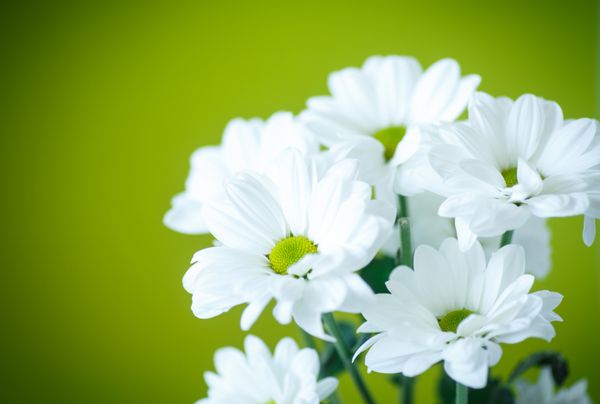 گل های سفید زیبای داوودی در زمینه سبز