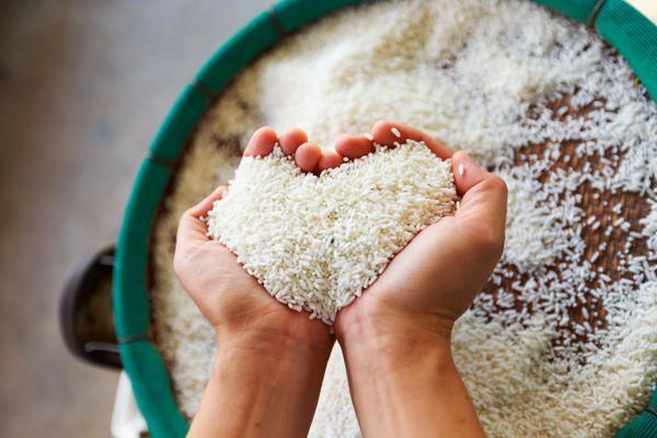 برنج در دست مقدار زیادی برنج در دست