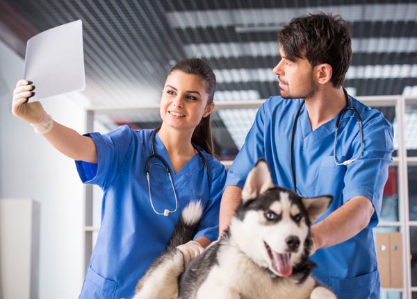 پزشکان دامپزشک با سگ در حال بررسی دقیق عکس اشعه ایکس سگ در کلینیک دامپزشکی هستند