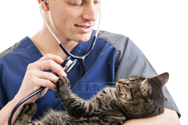 دامپزشکی در حال معاینه گربه‌ای با گوشی پزشکی جدا شده روی پس‌زمینه سفید