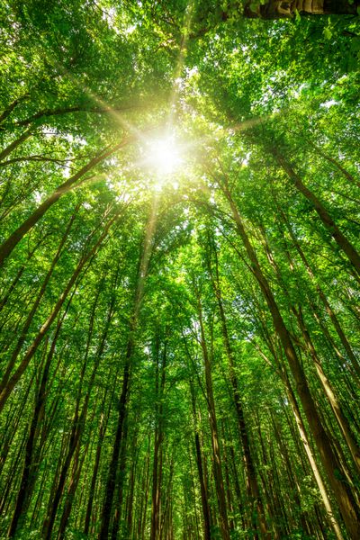 درختان جنگلی پس زمینه نور خورشید چوب سبز طبیعت آسمان