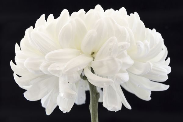 کلوزآپ ماکرو از کنار یک گل داودی سفید با قطرات آب در پس زمینه سیاه