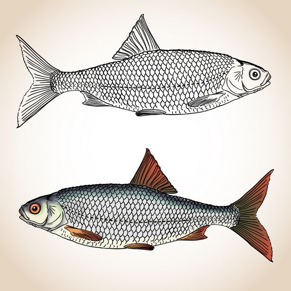 ماهی واقعی آب شیرین - سوسک معمولی روتیلوس دو ماهی اول با خطوط سیاه کشیده شده است دومی رنگی است وکتور