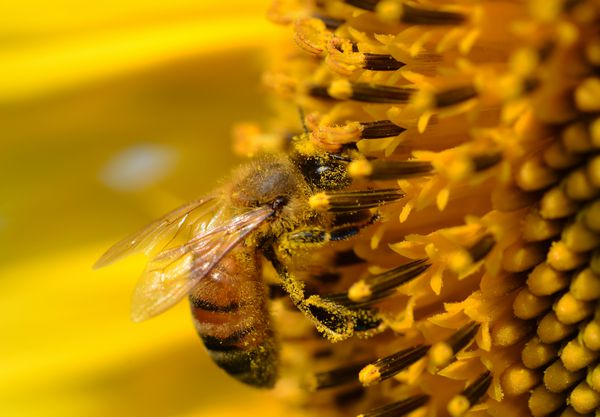 زنبور عسل روی گل زرد