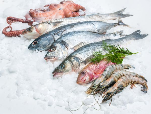 غذاهای دریایی روی یخ در بازار ماهی