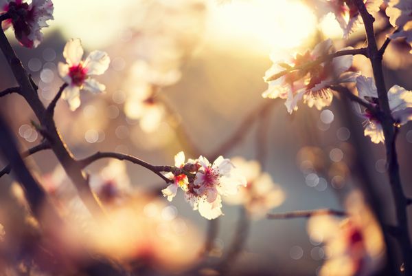 پس زمینه شکوفه های بهاری منظره زیبای طبیعت با درخت شکوفه و شعله خورشید روز آفتابی گل های بهاری باغستان زیبا پس زمینه تار انتزاعی فصل بهار