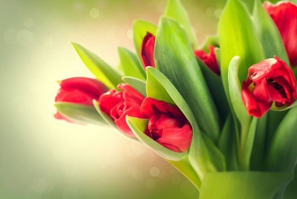 دسته گل های بهاری دسته گل لاله قرمز زیبا هدیه زیبای عید پاک یا روز مادر روی پس زمینه طبیعت سبز تار فصل بهار