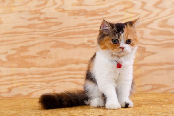 گربه ایرانی سه رنگ روی زمین و زمینه چوبی نشسته است گربه ایرانی منشاء ایران پرشیا است