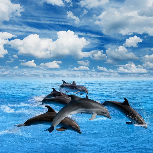 دلفین ها در دریای آبی می پرند ابرهای سفید در آسمان