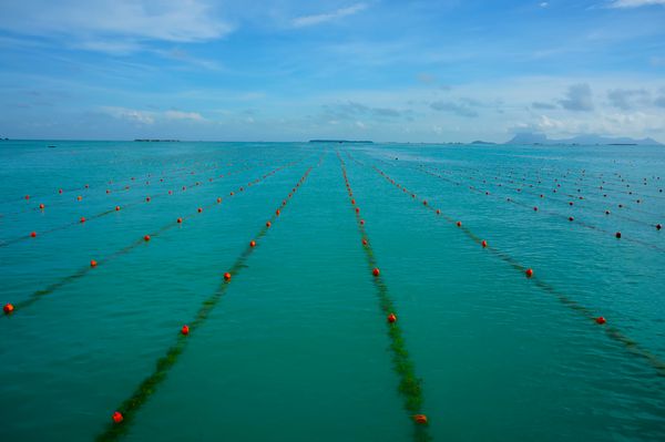 پرورش جلبک دریایی در آب های شفاف ساحلی جزیره نگاه بوتون