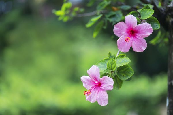 گل هیبیسکوس در باغ