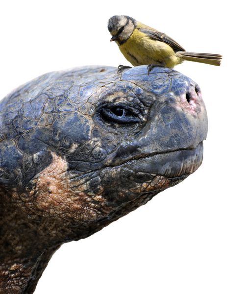 دوستان حیوان یک لاک پشت غول پیکر گالاپاگوس و یک پرنده کوچک دختر آبی اوراسیا